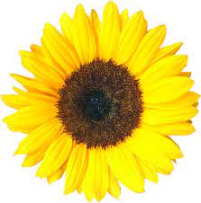 Sunflowers are dynamic because they grow in various shapes, sizes and colors. Sunflower Mathematics Wikipedia