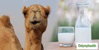 Hye uses fresh and pure camel milk to prepare camel milk powder. Benefits Of Camel Milk Camel Milk Is Amazing For The Body Know 5 Surprised Health Benfits In Hindi à¤¶à¤° à¤° à¤• à¤² à¤ à¤•à¤® à¤² à¤¹ à¤Š à¤Ÿà¤¨ à¤• à¤¦ à¤§ 1 à¤¨à¤¹ à¤¹ à¤¤ à¤¹ 5