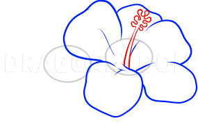 Introducing a set of hawaiian flowers coloring pages. How To Draw Hawaiian Flowers Coloring Page Trace Drawing