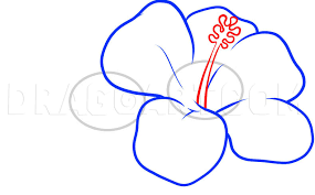 How to draw hyper realistic eyes | step by step. How To Draw Hawaiian Flowers Step By Step Drawing Guide By Dawn Dragoart Com