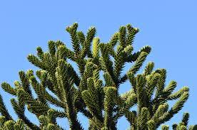 We did not find results for: General Guide To The Monkey Puzzle Tree