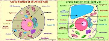 Check spelling or type a new query. A Tale Of Two Cells Pacalibrary