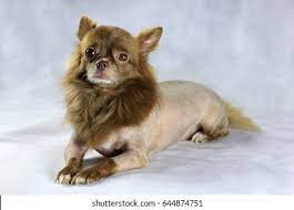 We did not find results for: Brown Chihuahua Lion Shape Hair Stock Photo Edit Now 644874751