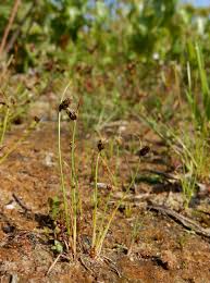 Image result for Isolepis setacea