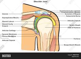 The left shoulder and acromioclavicular joints, and the proper ligaments of the scapula. Shoulder Joint Human Image Photo Free Trial Bigstock