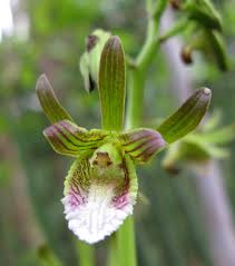 Image result for Eulophia leachii