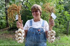 Continue reading to ensure you will have your best garlic yield yet. Cornerstone Garlic Farm Localharvest