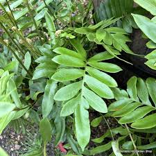 Image result for Blechnum tabulare