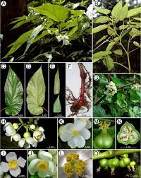 Begonia Chungii Begoniaceae A New Natural Hybrid In Taiwan Begonia Plant Leaves Nature