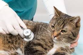Some of the things the vet will look for. Heart Disease In Cats Paws Claws Pet Medical Center
