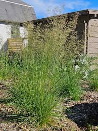 Image result for Deschampsia