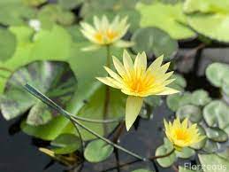 From asiatic and oriental to easter lily flowers and more. Water Lilies Flower Types Colors And Pictures Florgeous
