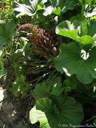 Image result for Gunnera perpensa