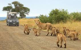 Image result for ngorongoro crater safaris and camps