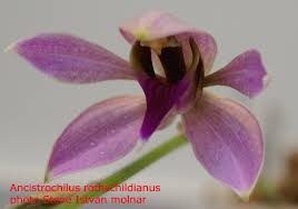 Image result for Anthericopsis sepalosa