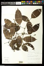 Image result for Dialium englerianum