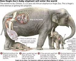 How long is an a. Why Is The Gestation Period Of An Elephant So Long Quora