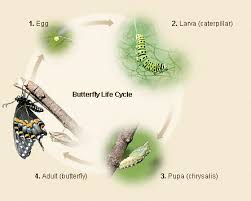 We did not find results for: Pin On Black Swallowtail Butterfly