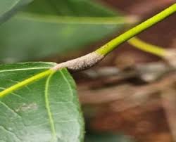 Image result for Cola greenwayi