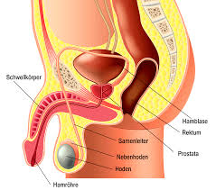 Die Penis Größe - Wie groß ist wirklich normal? (Penisgröße)