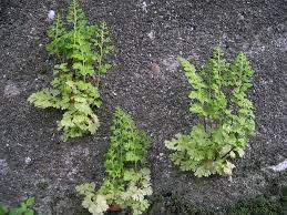 Image result for Anogramma leptophylla