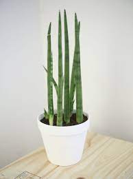 Super Easy And Pretty Succulent Care Tips For Sansevieria Cylindrica Aka Cylindrical Snake Plant M Sansevieria Plant Sansevieria Cylindrica Snake Plant Care