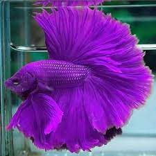 Uploaded at march 15, 2018. Purple Betta Fish Weird Is Wonderful Facebook