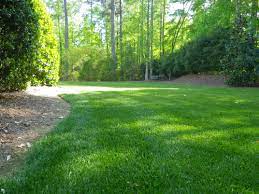 Zoysia Grass Zoysia Sod Grass Atlanta Ga Ground Cover Plants Shade Fescue Grass Fescue Grass Lawn