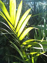 Image result for Chamaedorea radicalis