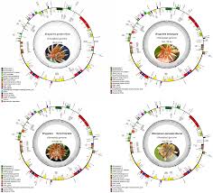 Image result for Magnistipula butayei