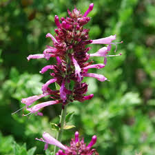 Image result for Syncolostemon