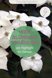 Hier sind die beliebtesten sommerblühenden stauden, die sie in ihrem losbaum (clerodendrum trichotomum) ist ein weiterer blühender strauch mit strahlend weißen oder pinken, stark duftenden blüten, die sich im. Weiss Bluhende Straucher Weiss Bluhende Straucher Straucher Straucher Garten