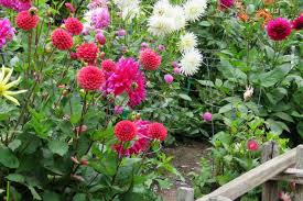 Rund ums jahr findest du hier unsere ideen für diese stimmungsvolle jahreszeit. Gartentipps Fur September Bartos Galabau Hagen