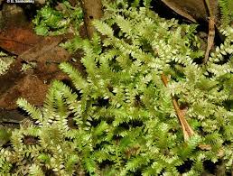 Image result for Selaginella mittenii