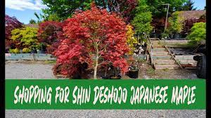 By midsummer, the second flush will be light pink. Japanese Maple Shopping During The Pandemic Finally Getting My Shin Deshojo Youtube