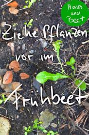 Gemuse Im Fruhbeet Anbauen Das Geht Sehr Leicht Haus Und Beet Pflanzen Gartenarbeit Gemuse Anbauen