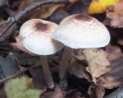 Image result for Cheirostylis lepida