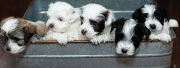 Lancaster puppies advertises puppies for sale in pa, as well as ohio, indiana, new york and other. Little Creek Havanese Home
