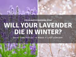 The lavender was watered the day before planting. Will Your Lavender Die In Winter How To Keep It Alive Your Indoor Herbs