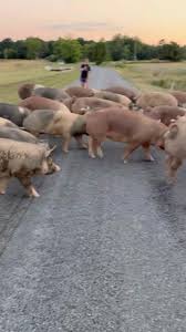 Eat Meat. Drink Raw Milk. Be Hard...