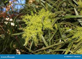 Image result for Searsia lancea