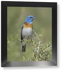 Image result for Passerina montana