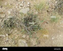 Image result for Otoptera