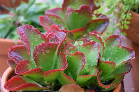 Para también diferenciar los cactus de otras suculentas nos podemos auxiliar de las flores. Que Son Las Plantas Suculentas O Crasas