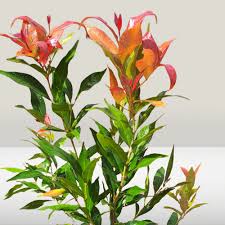 Image result for Eugenia malangensis