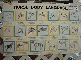 horse body language body language language horses