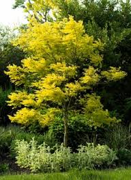 Click on images of samaras, seed pods, fruits, berries, cones and nuts to enlarge. 44 Landscape Trees 2 Caliper Ideas Landscape Trees Landscape Plants