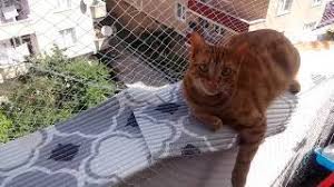kedi balkon filesi youtube