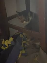 Her name is Allie, She is 6yrs old and spayed, she doesn't like my dogs.  She would be great with older couple. Keeping her warm for time being in my  basement. Any