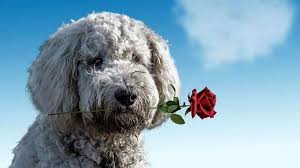 Norman became a hospital therapy dog after his owners noticed the effect he sometimes, he would not find anybody, but he would walk into a doctor's office and they would have had a really sad day, and he just sits with them. W76ukcc3p1z09m